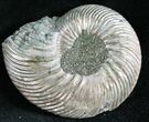 Quenstedticeras Ammonite Fossil With Pyrite #28392-1